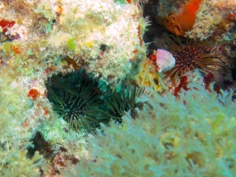 Reef Urchins with Red Reef Hermit Crab IMG 3165